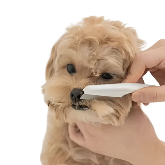 Pet Flea Comb for Dogs and Cats – Stainless Steel Grooming Tool for Shedding and Loose Hair Removal